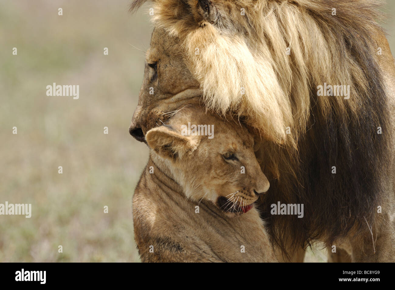 Stock photo of a large male lion attacking and killing a cub, Ndutu, Tanzania, February 2009. Stock Photo