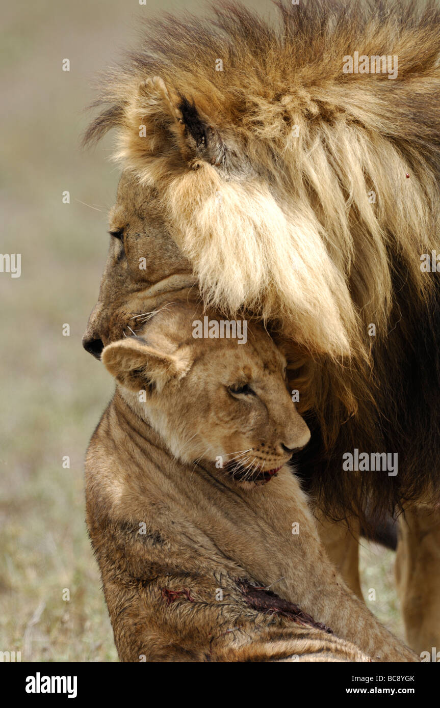 Lion male killing cub hi-res stock photography and images - Alamy