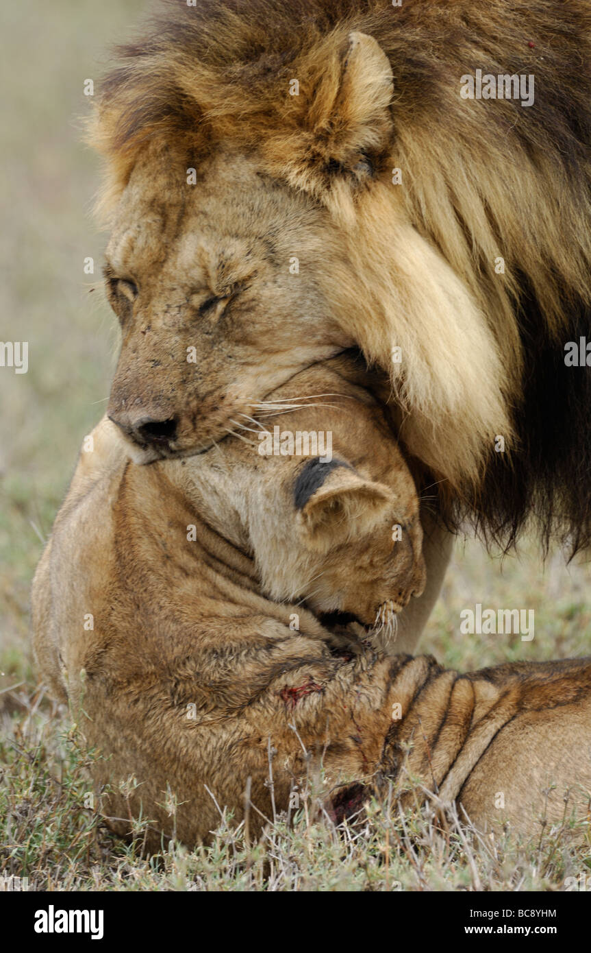 Young Lion Kills Cubs