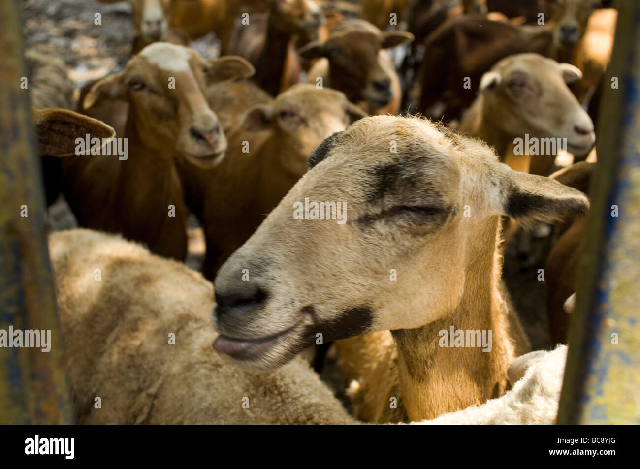 Domestic sheep (Ovis aries) are quadrupedal, ruminant mammals typically kept as livestock. Like all ruminants, sheep are members Stock Photo