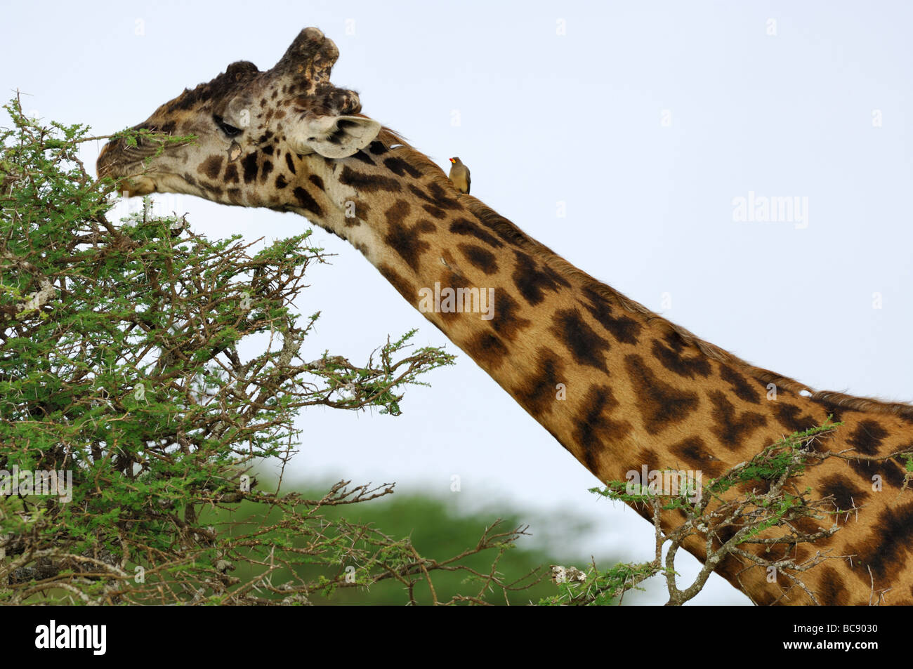 Stock photo of a Masai giraffe eating from the top of an acacia tree, Ndutu, Tanzania, 2009. Stock Photo