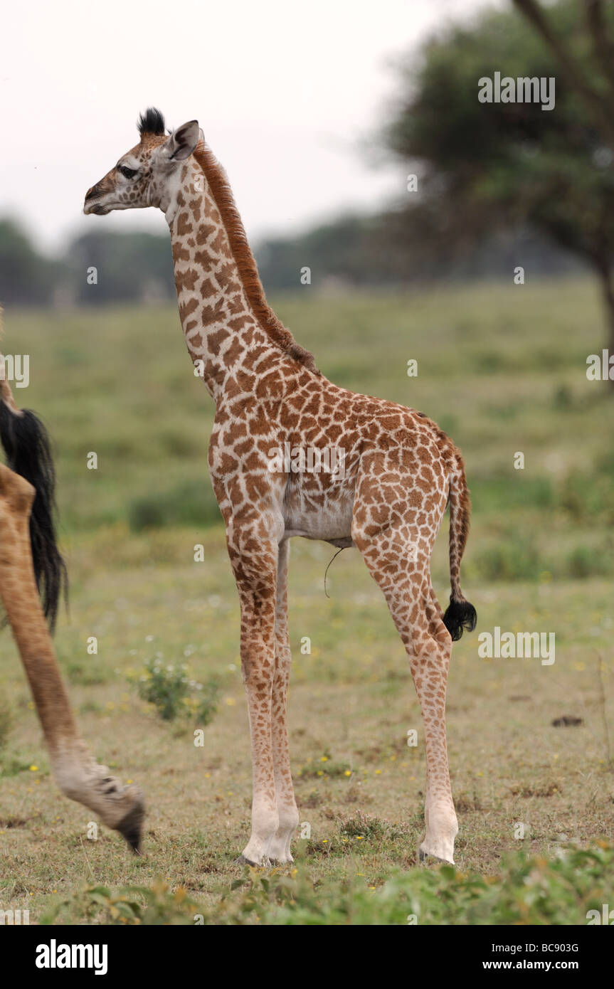Stock photo of a young Masai giraffe standing on the short-grass plains of Ndutu, Tanzania, February 2009. Stock Photo