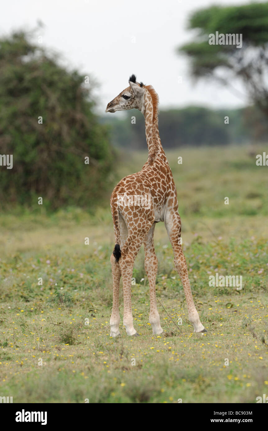 Stock photo of a young Masai giraffe standing on the short-grass plains of Ndutu, Tanzania, February 2009. Stock Photo