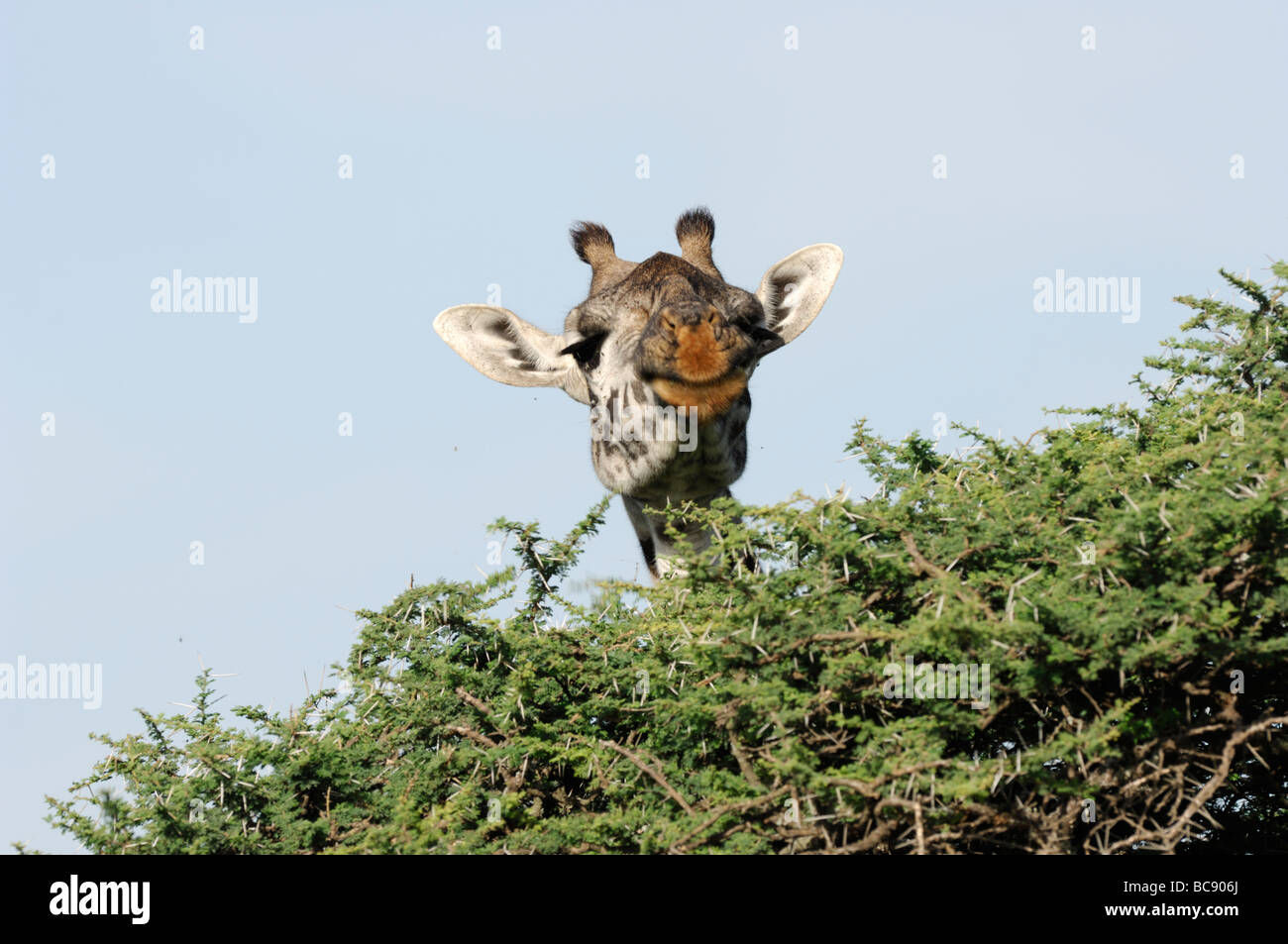 Stock photo of a Masai giraffe eating from the top of an acacia tree, Ndutu, Tanzania, 2009. Stock Photo