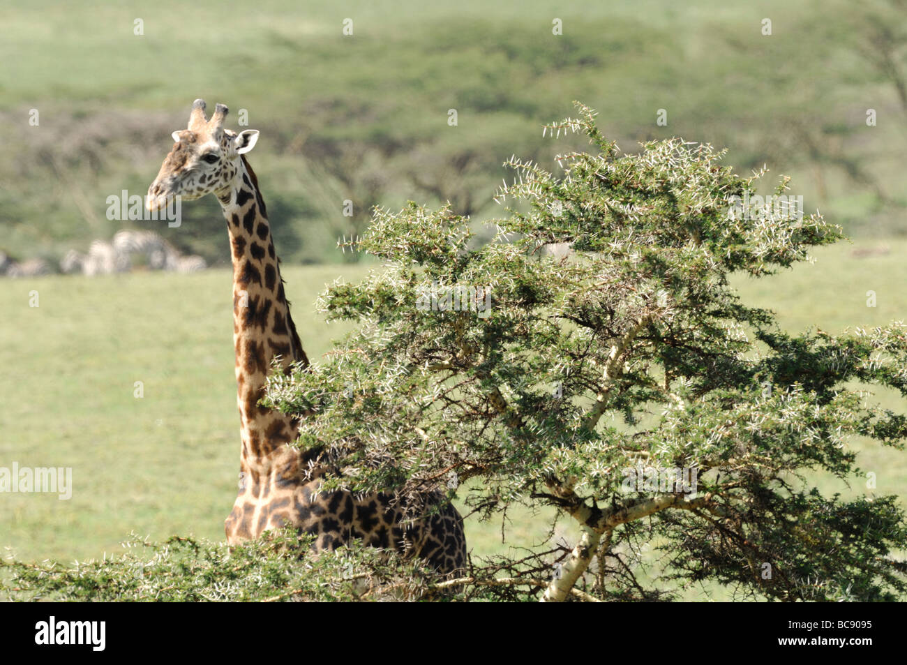 Stock photo of a Masai giraffe standing behind an acacia tree, Ngorongoro Conservation Area, Tanzania, February 2009. Stock Photo