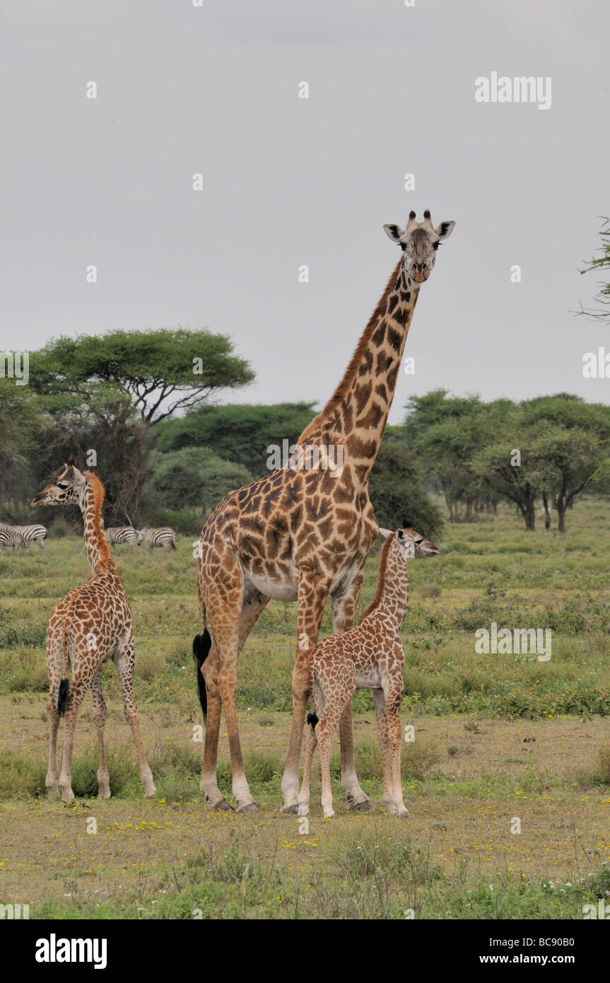 Stock photo of a giraffe cow and calf standing together in the Ndutu woodland, Tanzania, 2009. Stock Photo