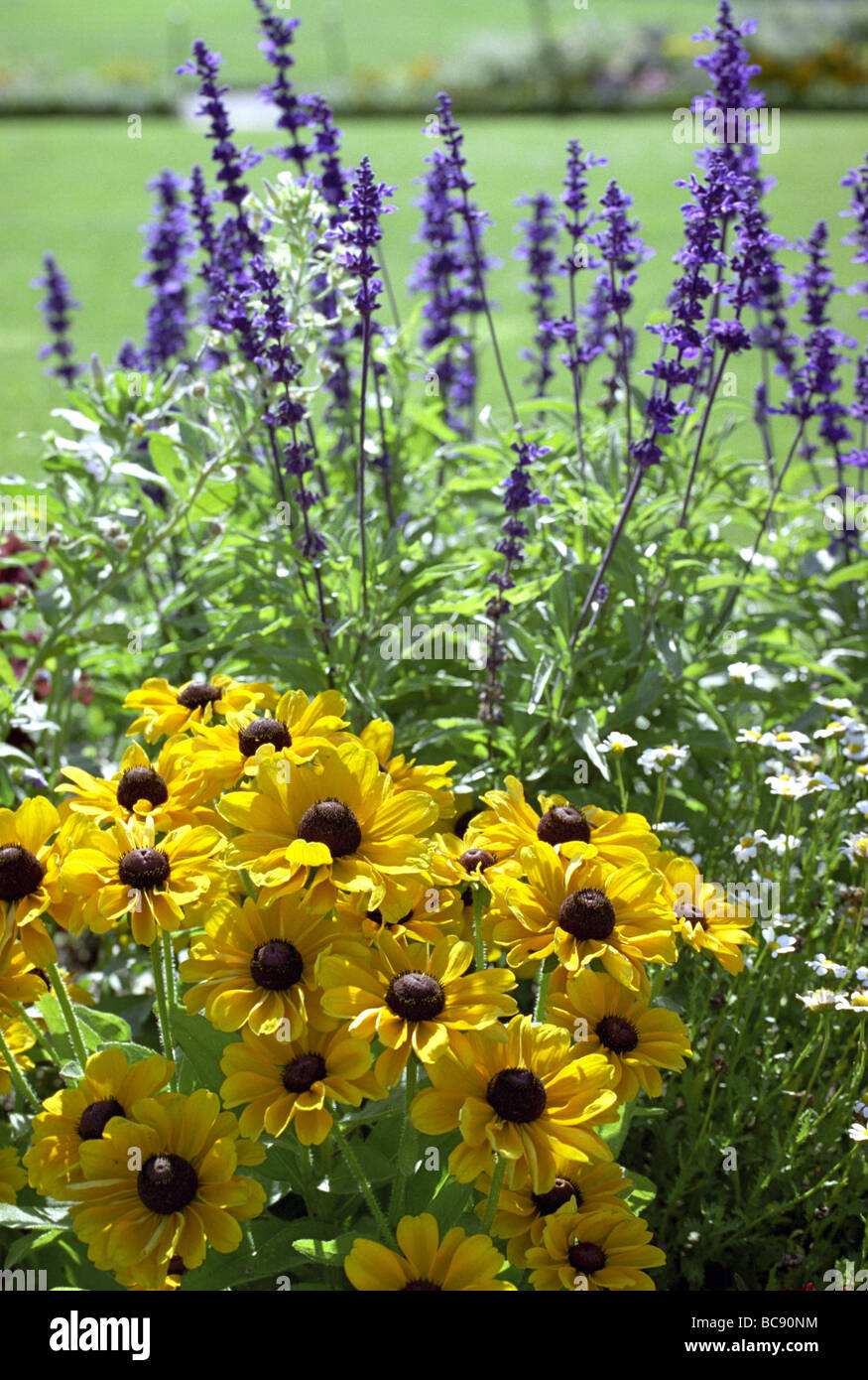 Purple and yellow flowers Stock Photo - Alamy