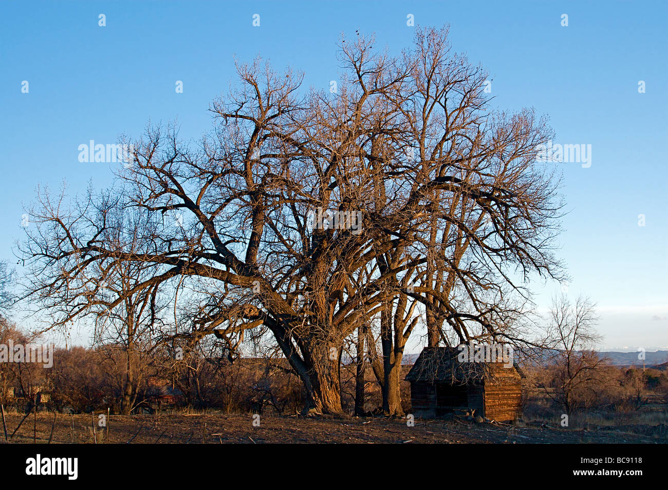 The aged and worn Colorado abandoned cabin Stock Photo Alamy