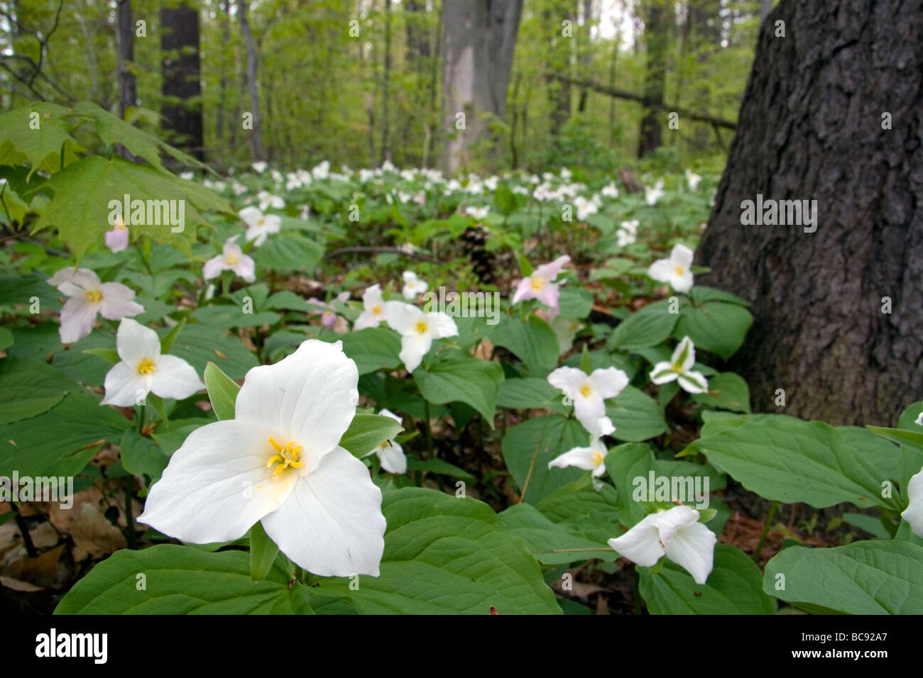 Trillium flowering plants growing wild in a woodlot in Michigan USA  Stock Photo