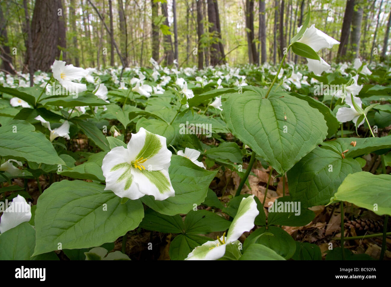 Trillium flowering plants growing wild in a woodlot in Michigan USA