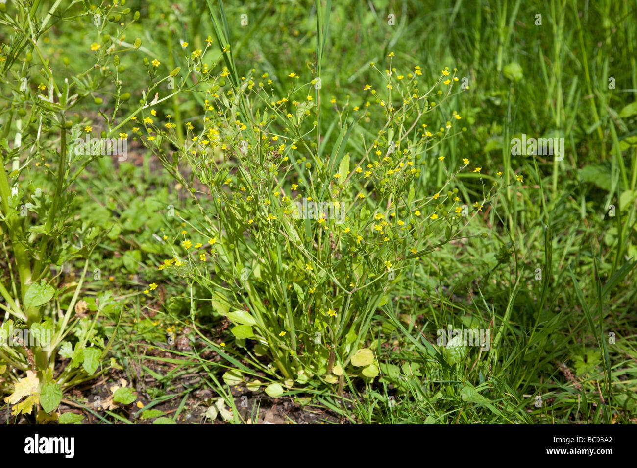 Adders Tongue Spearwort Ranunculus ophioglossus Badgeworth Nature ...