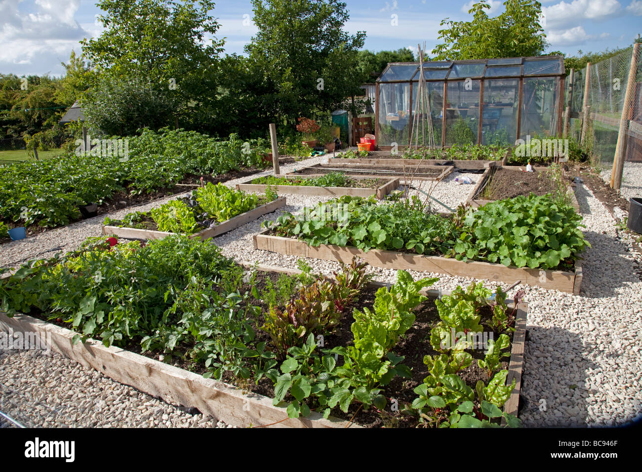 Vegetables Growing In Raised Beds On Garden Plot With