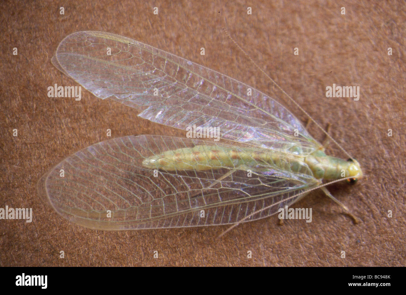 Green Lacewing, Chrysopa septempunctata Stock Photo