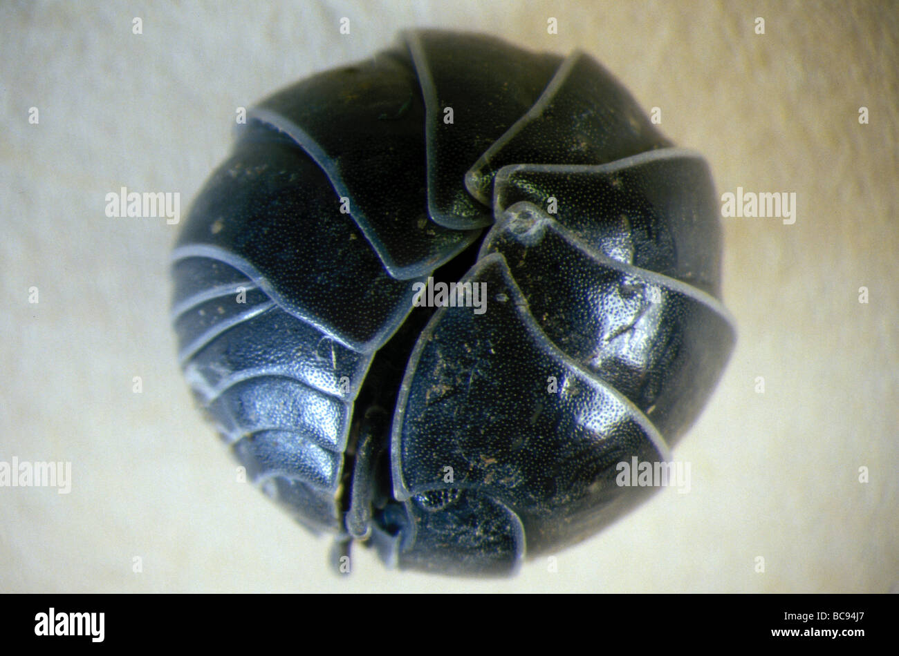 Rolled up Pill Bug,Armadillidium Stock Photo