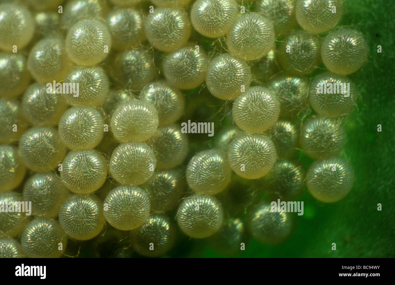 Close up of a cluster of Swallowtail Butterfly eggs laid on a leaf Stock Photo