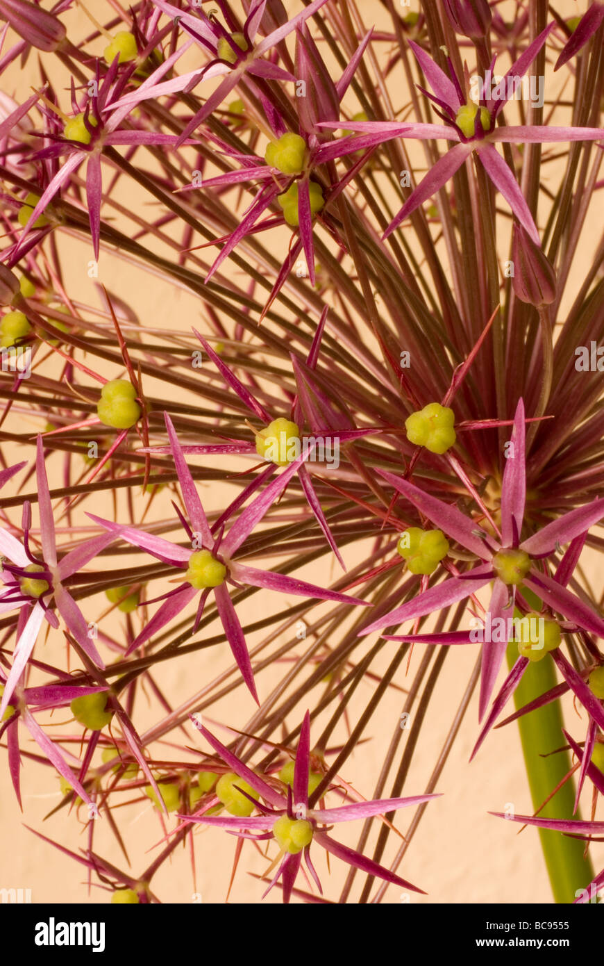 Allium Christophii Stock Photo