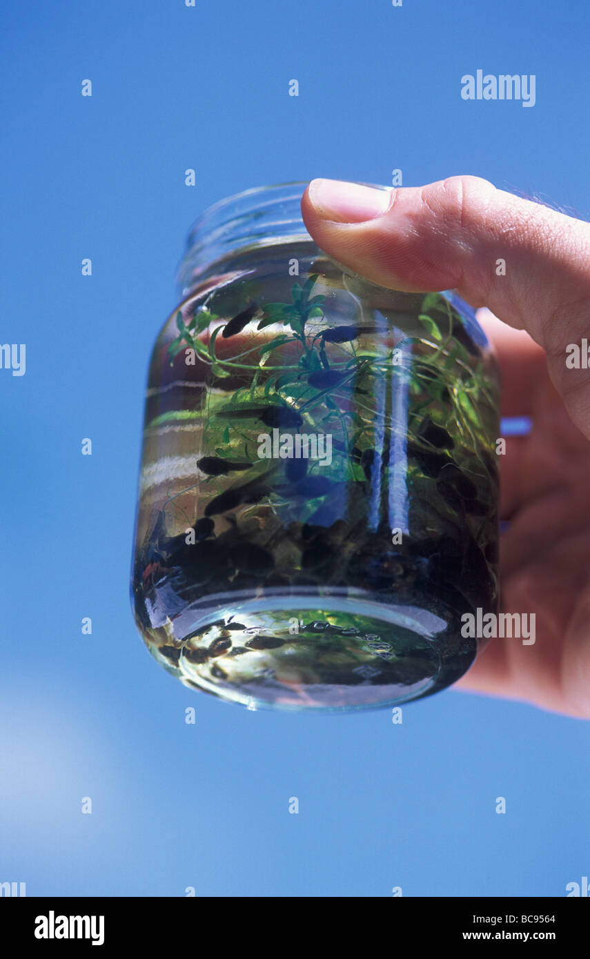 Tadpoles in a jam jar being held by a human hand Stock Photo Alamy