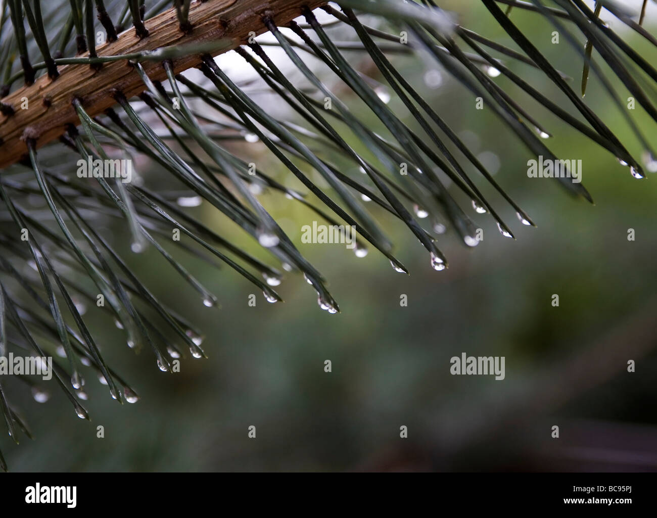 Spruce at rainy day Stock Photo