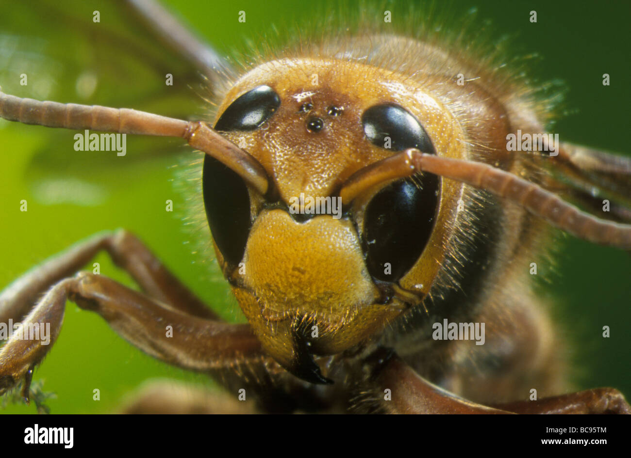 Close up of the head and antennae of a Queen Hornet, Vespa crabro Stock Photo
