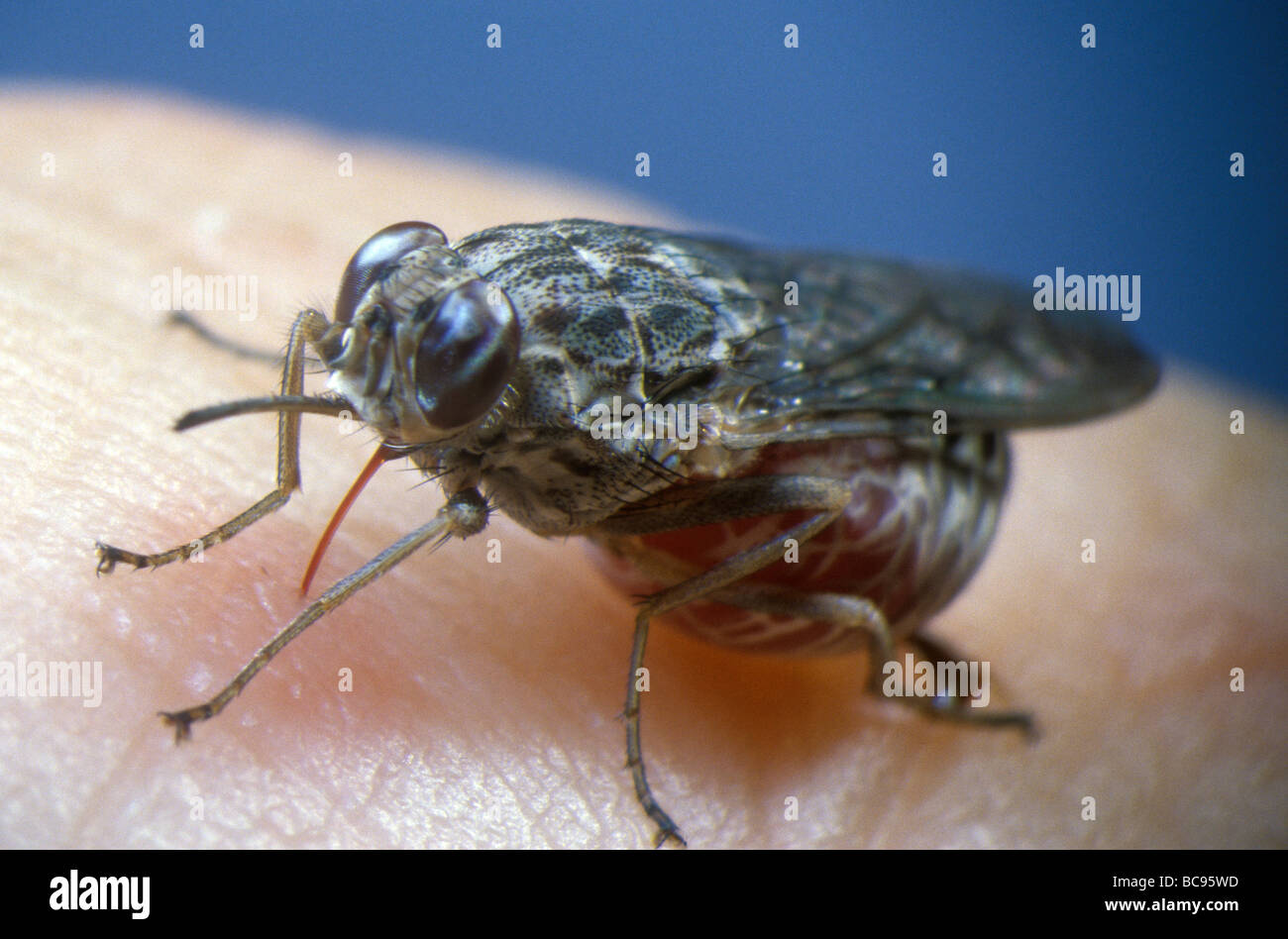 Tsetse Fly, Glossina - feeding on human blood. Tsetse flies are the vector for several tropical human diseases. Stock Photo