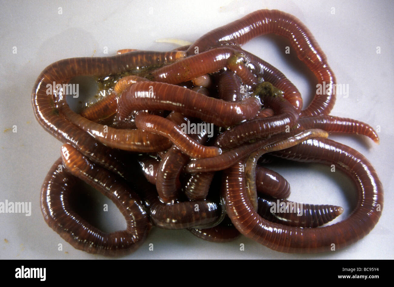 Lumbricina hires stock photography and images Alamy