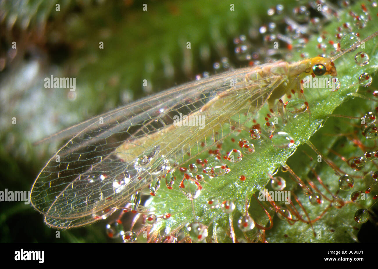 Green Lacewing,  Chrysopa septempunctata, caught on the leaf of a Common Sundew (Drosera spatulata) a carnivorous plant Stock Photo