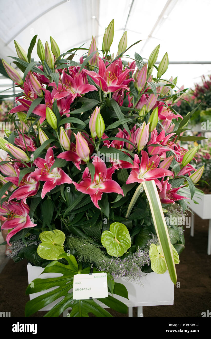 Colorful Lily flowers Stock Photo