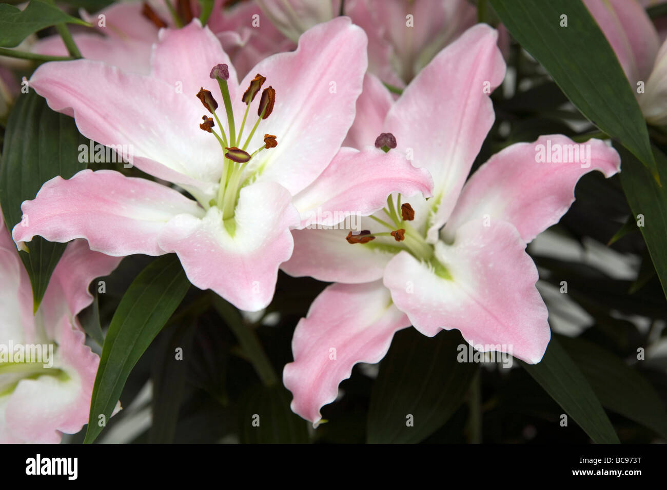 Colorful Lily flowers Stock Photo Alamy