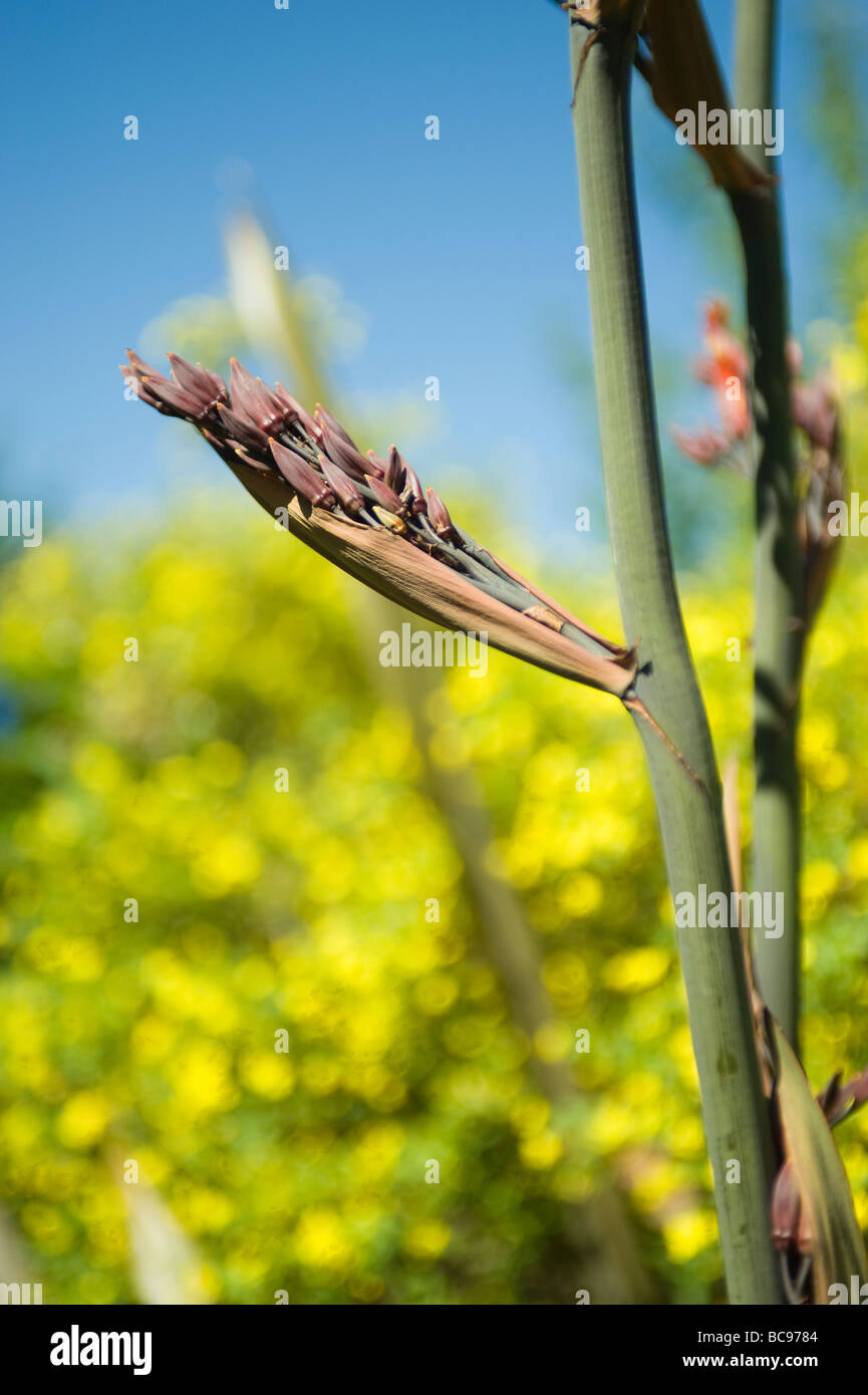 New Zealand Flax flower stock Phormium tenax Stock Photo
