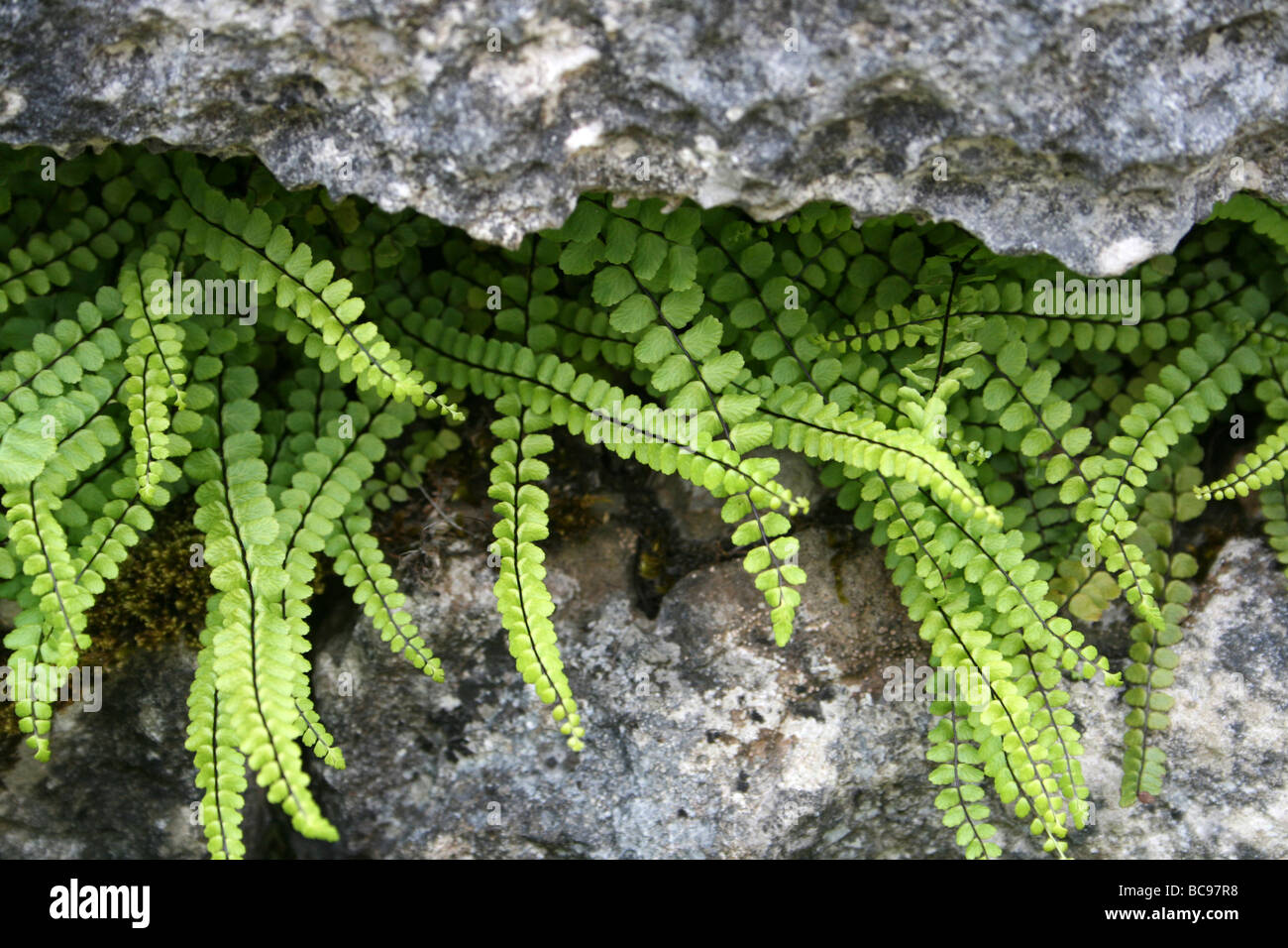 Maidenhair Spleenwort Asplenium trichomanes Taken At Malham, Yorkshire, UK Stock Photo