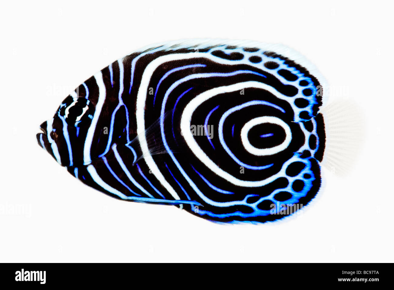 Juvenile Emperor angelfish Pomacanthus imperator Carnivorous tropical marine reef fish Dist Indo Pacific Red Sea East Africa Stock Photo