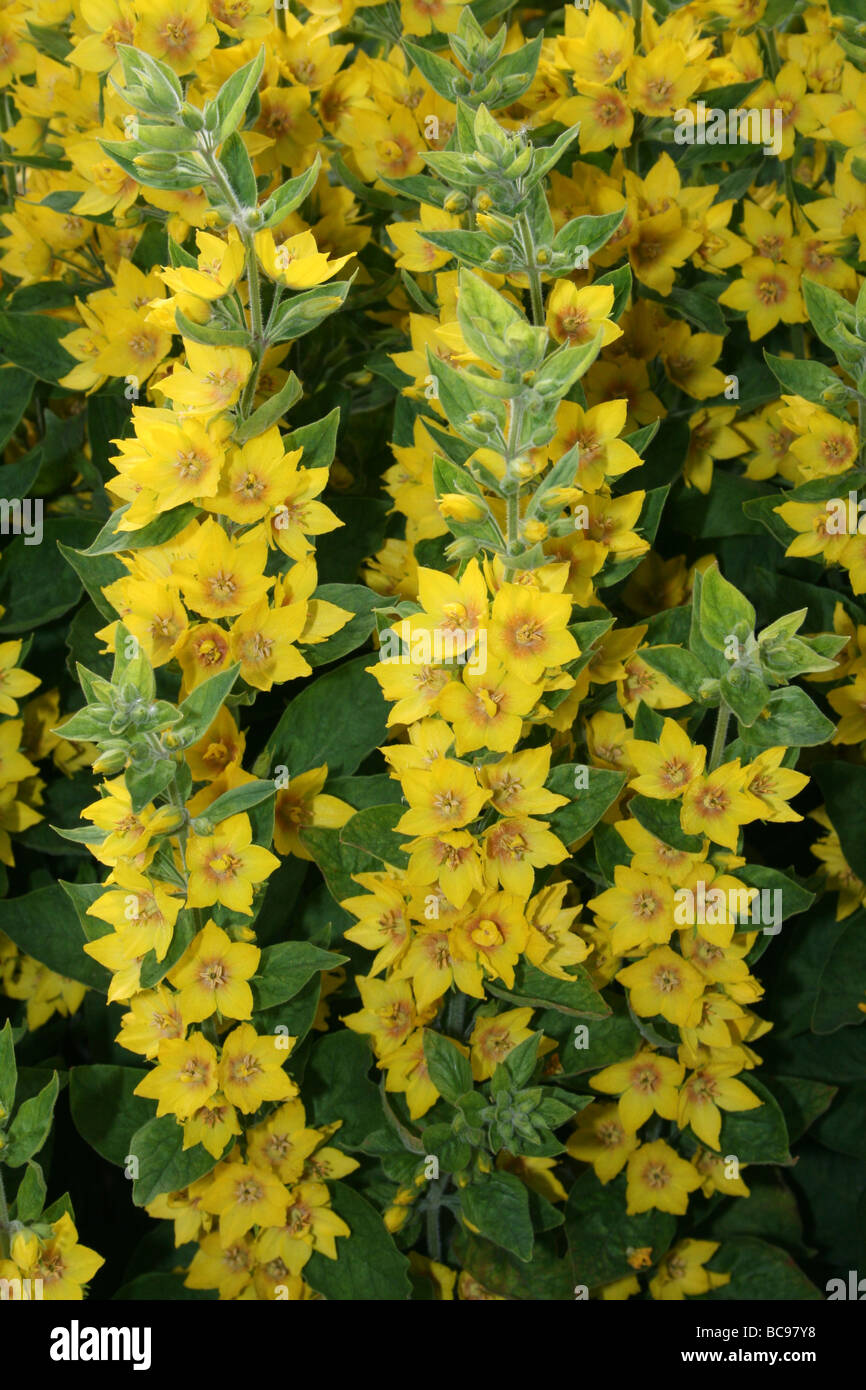 Dotted Loosestrife Lysimachia punctata Taken At Chester Zoo, England, UK Stock Photo