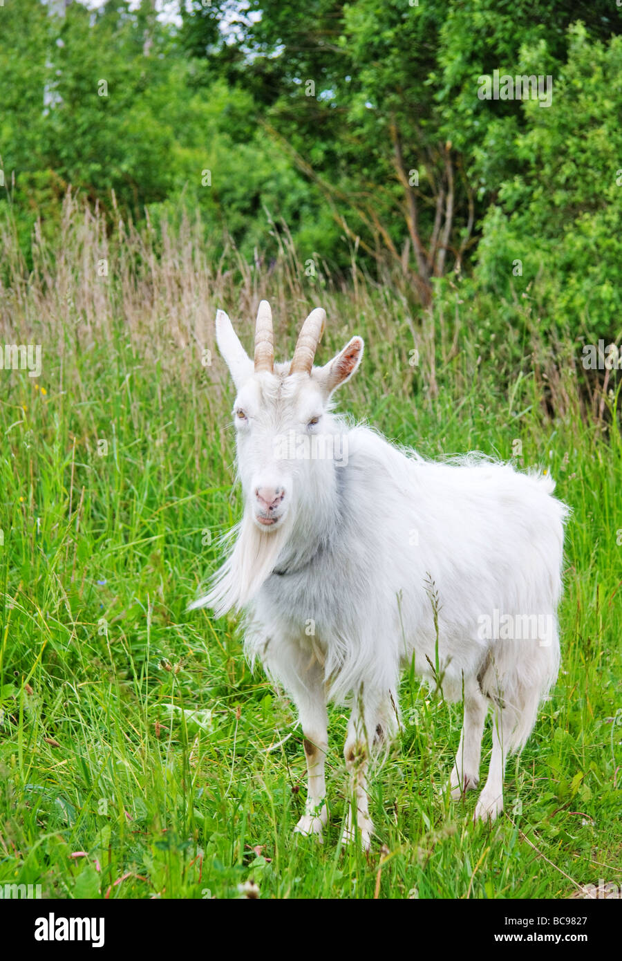 goat on the meadow Stock Photo