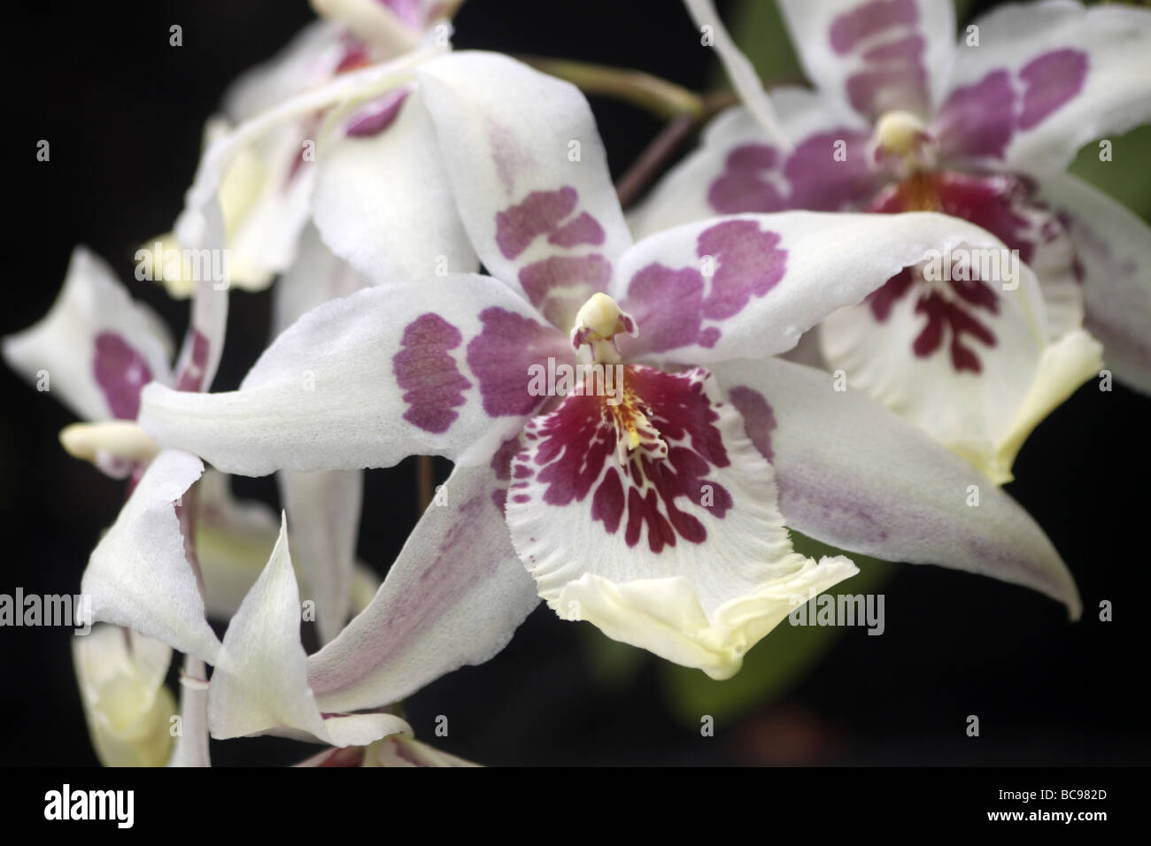 Orchid Cambria Tahoma Glacier (Vuylstekeara Hybrid) Taken At Chester Zoo, England, UK Stock Photo
