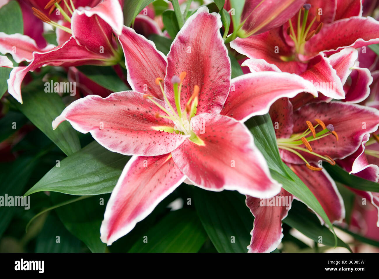 Androecium and gynoecium hires stock photography and images Alamy