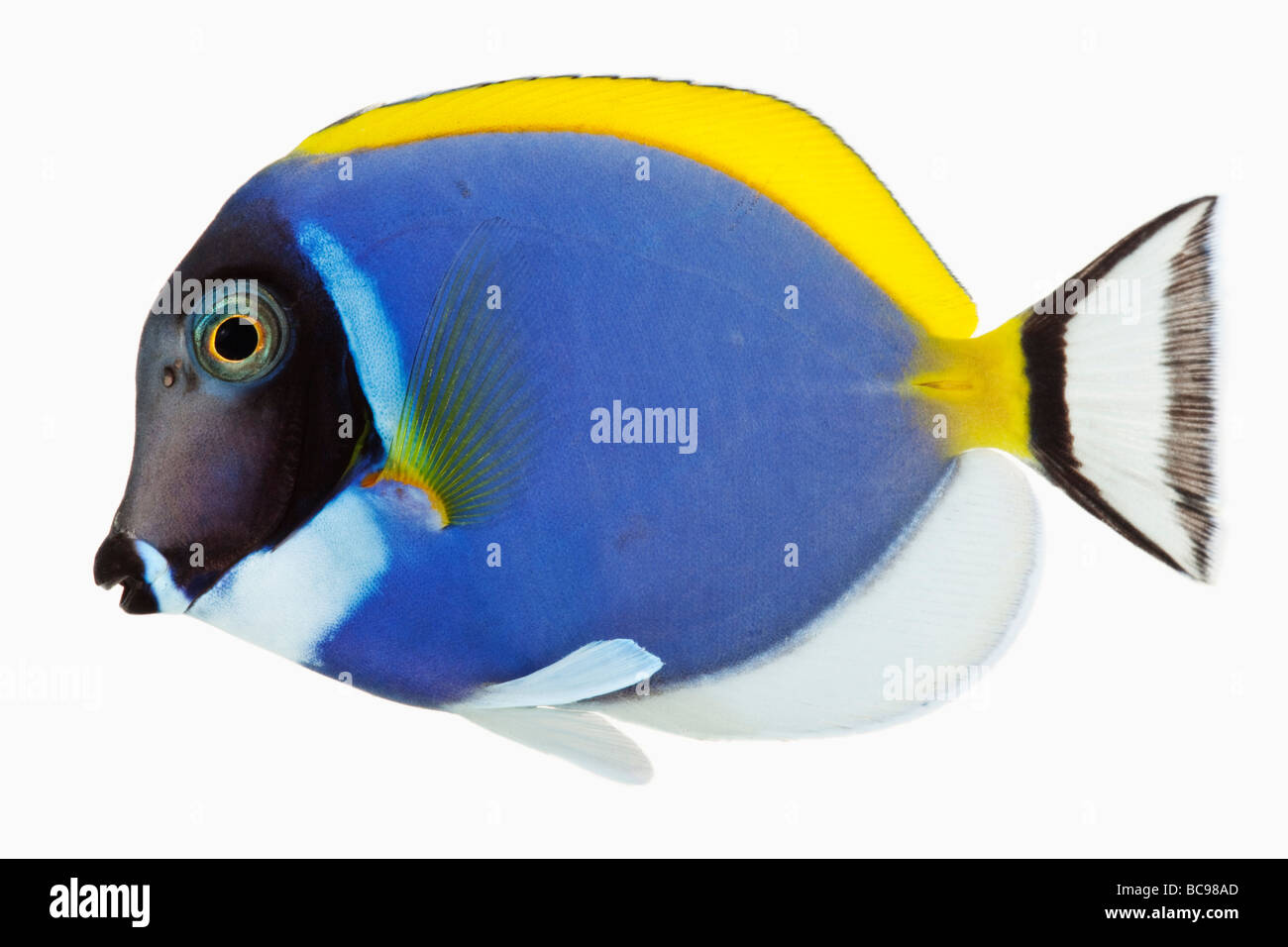 Powder Blue Tang - Georgia Aquarium