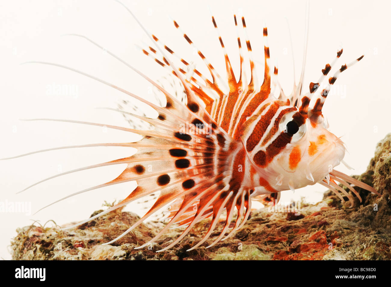 Spotfin Lion fish Tropical marine reef fish Stock Photo