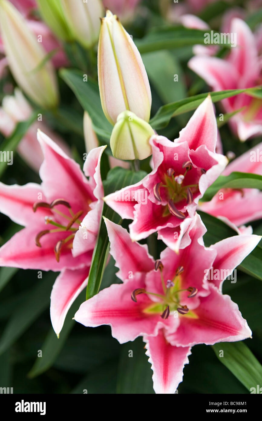 Colorful Lily flowers Stock Photo - Alamy