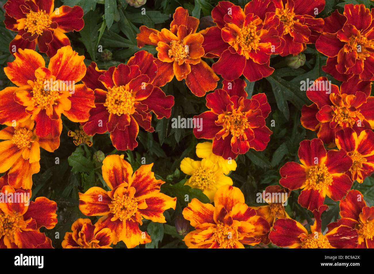 'Close up'of Dwarf 'French Marigolds' flowers Stock Photo