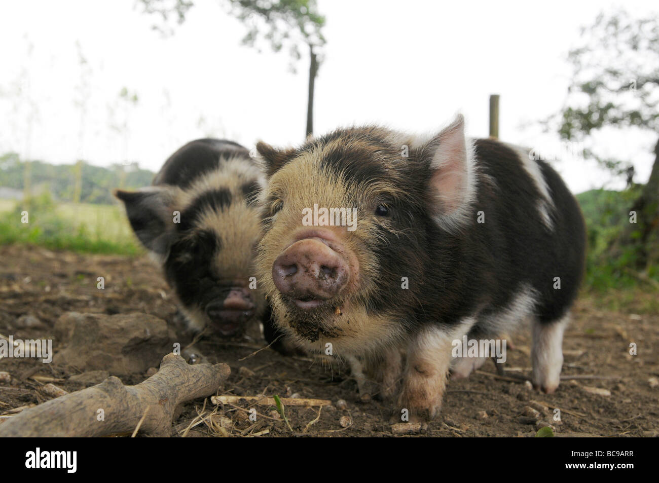 Kune Kune piglets on a Cornish farm Stock Photo Alamy