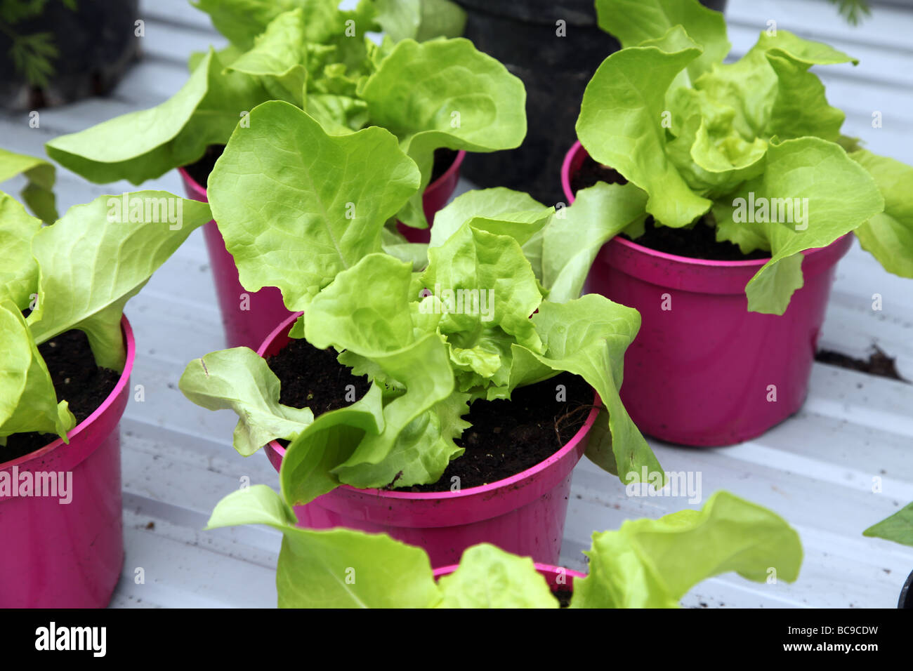 lettuce growing in flower pots Stock Photo Alamy