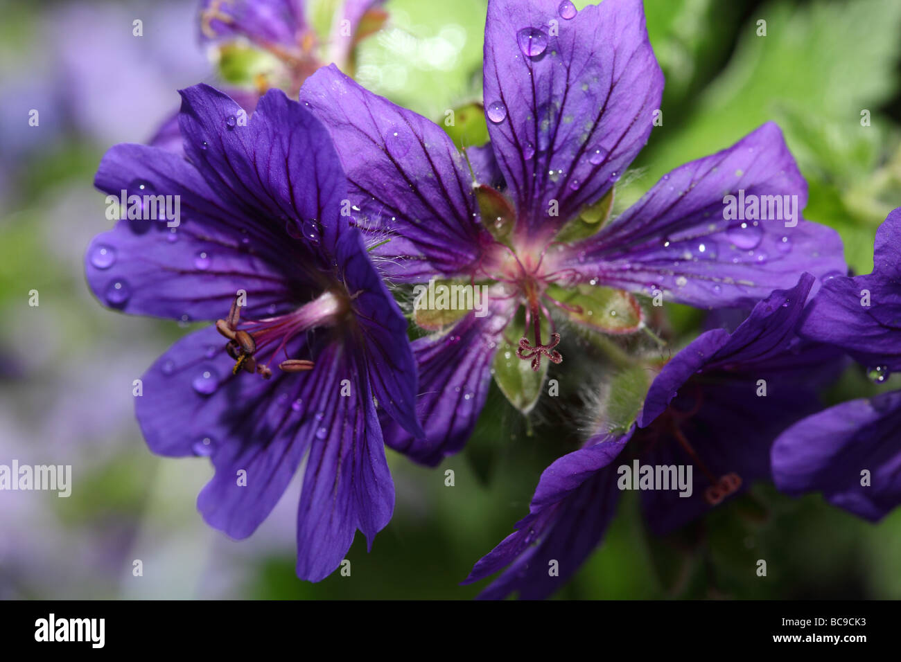 Summer Geranium pratense with water droplets Stock Photo