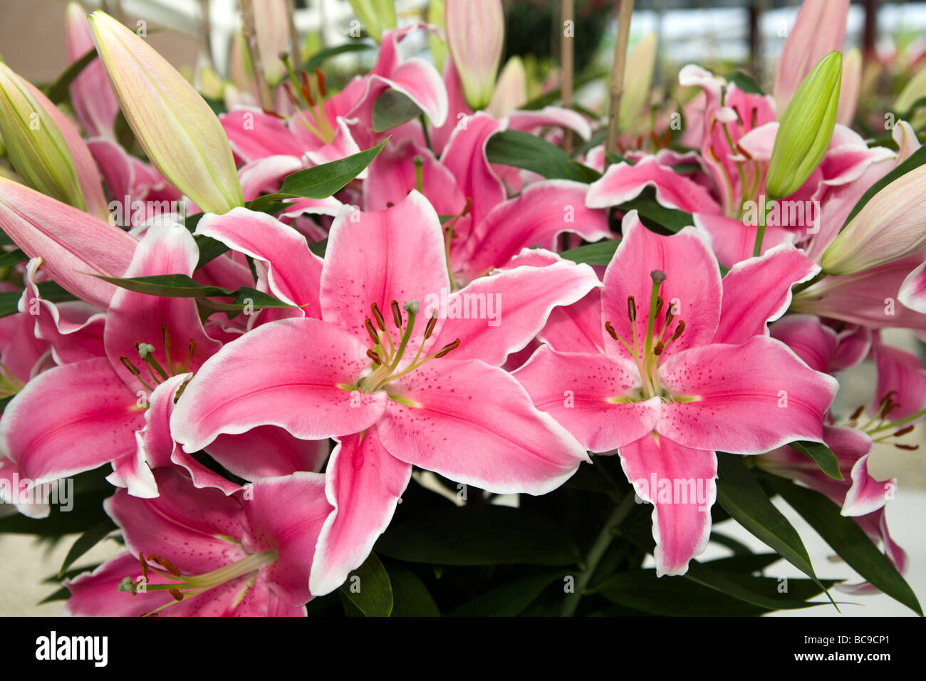 Colorful Lily flowers Stock Photo Alamy