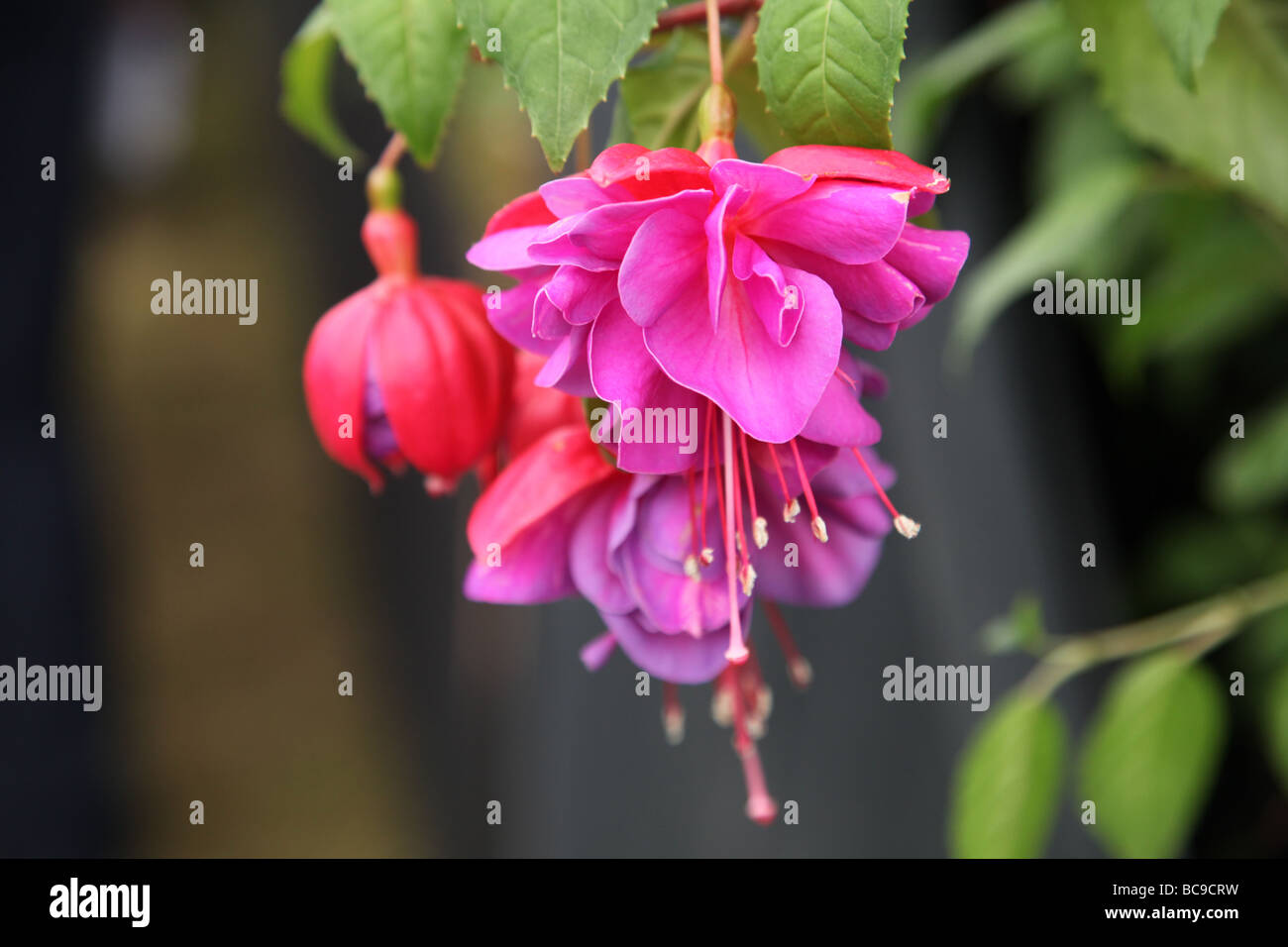 Fuchsia Gillian Althea Stock Photo