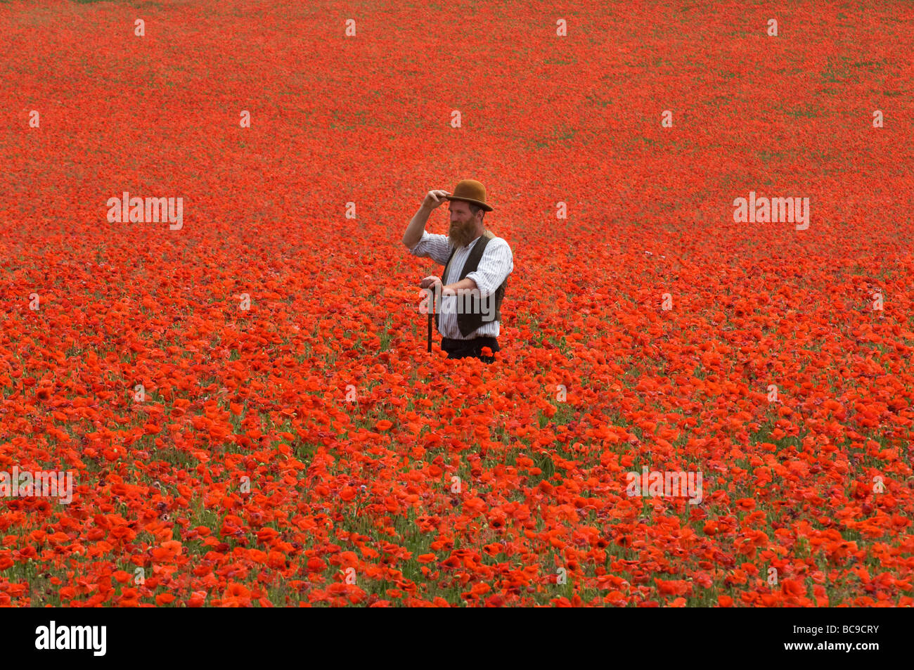 A  farmer in a field of poppies on the South Downs in Sussex England. The flowers are a blaze of scarlet on a hot June day. Stock Photo
