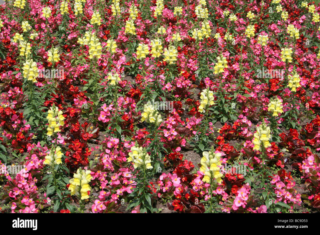 Garden flower bed border hi-res stock photography and images - Alamy