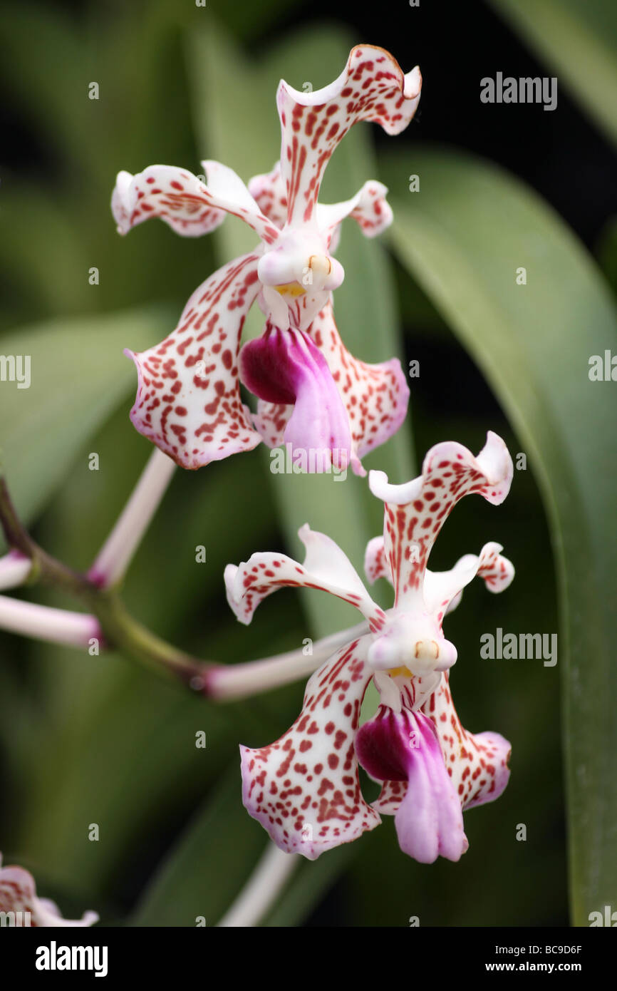 Orchid Vanda tricolor var. Suavis Taken At Chester Zoo, England, UK Stock Photo