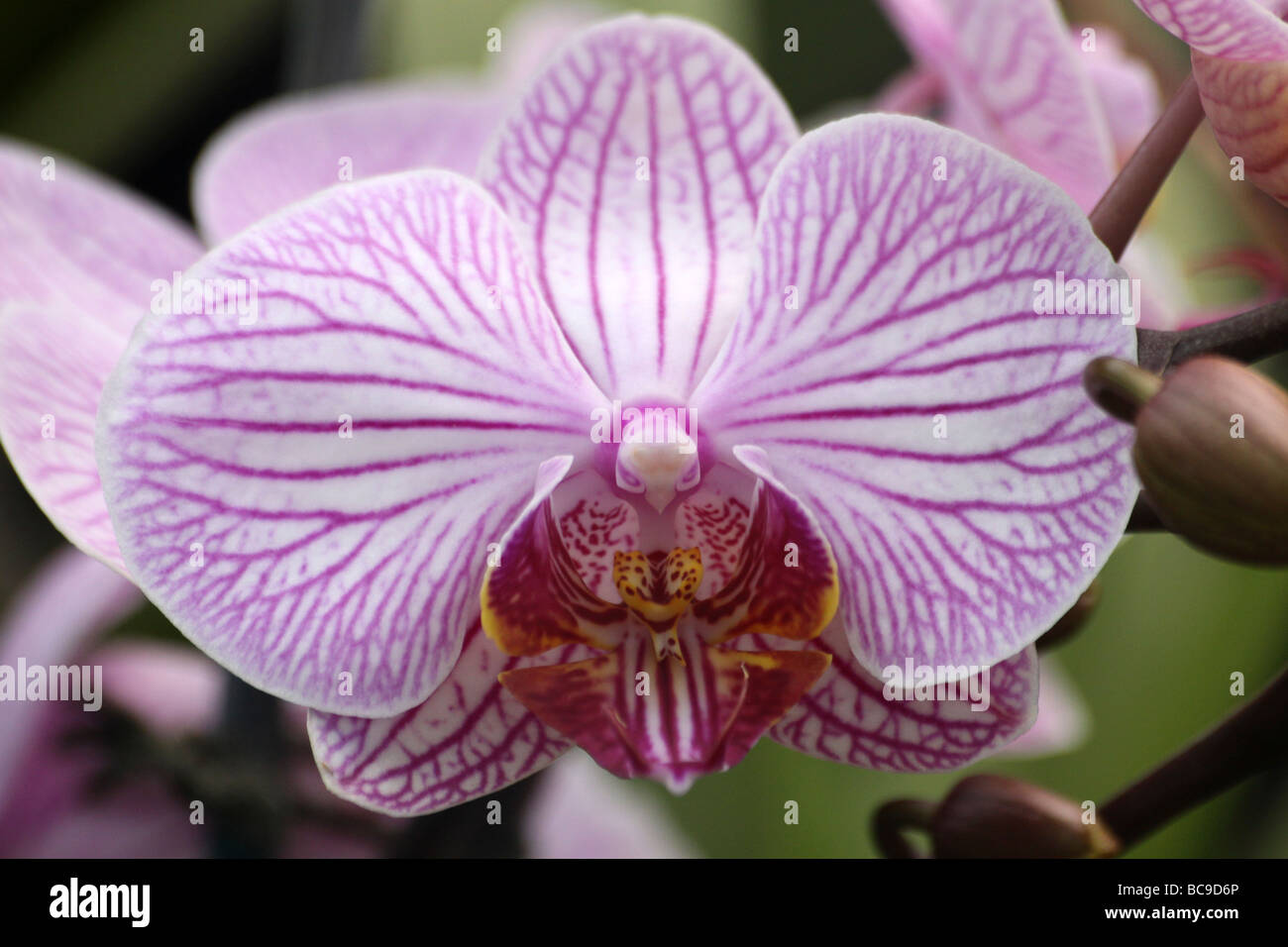 Moth Orchid Phalaenopsis Hybrid Nivacolor Taken At Chester Zoo, England, UK Stock Photo