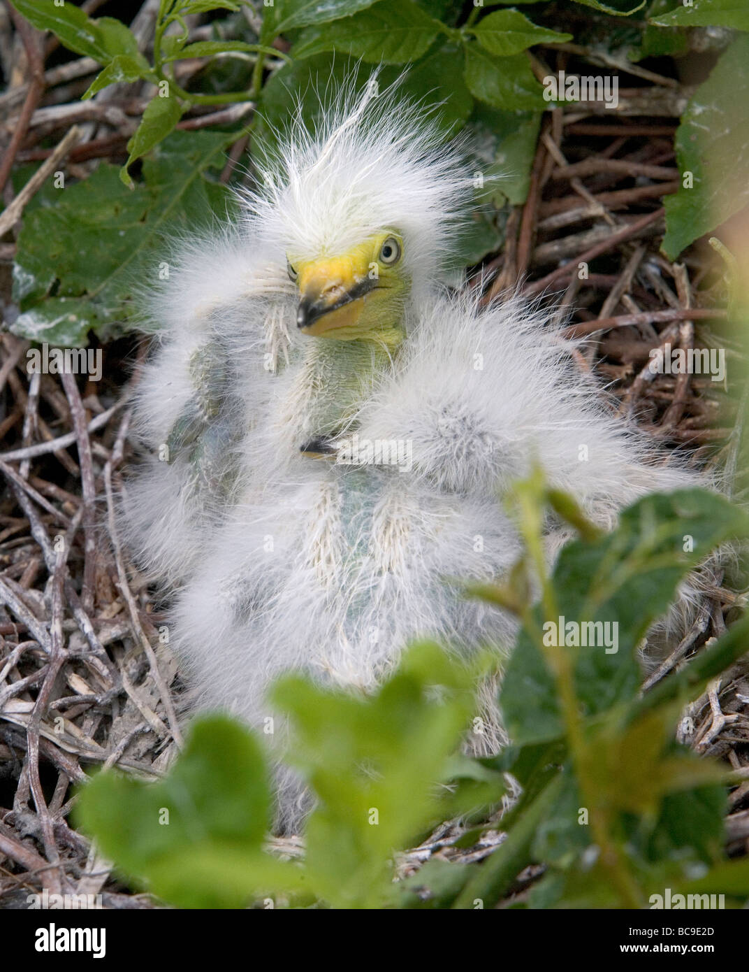 3 Great egret chicks in the nest Stock Photo