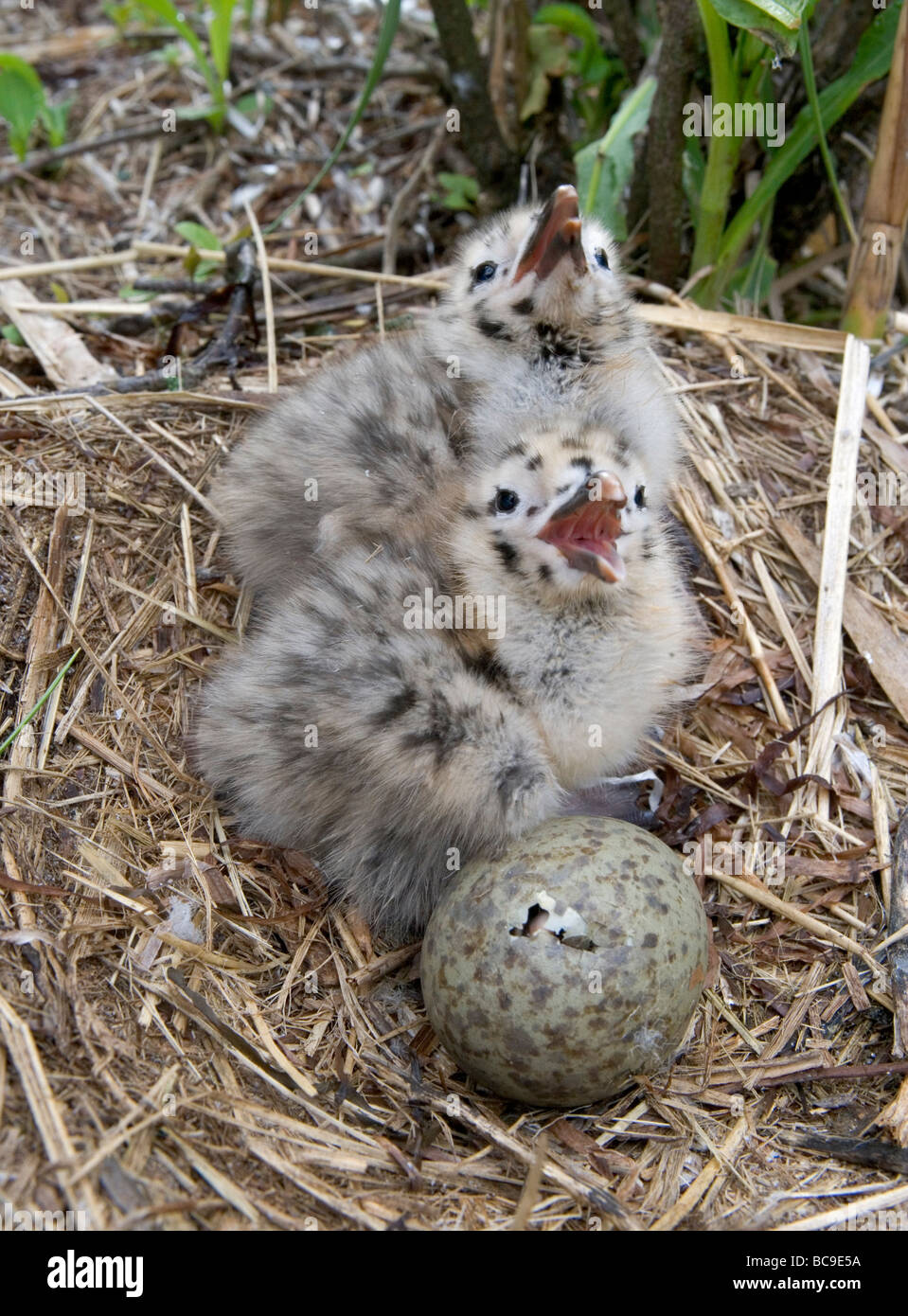 two downy Herring Gull chicks and an egg in the nest The egg is being opened from the inside by the emerging chick Stock Photo